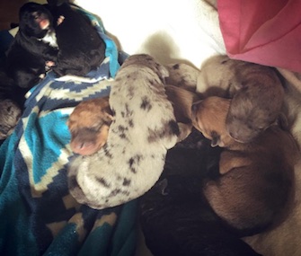 Hero led his own rescuers to 10 puppies and a mom who needed help.
