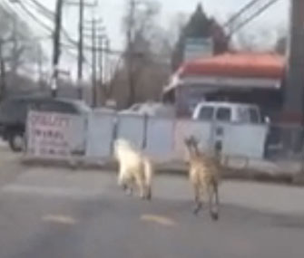 Razzi the zebra chases Casper the pony on Staten Island.