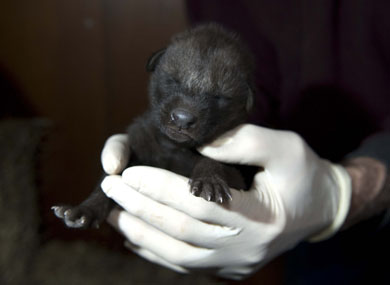 Maned Wolf Pup