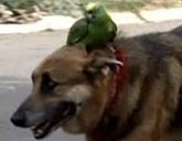 Parrot and dog
