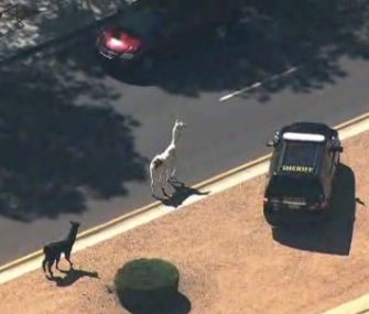 Two llamas who escaped in Arizona Thursday led police on a nearly 3-hour chase.