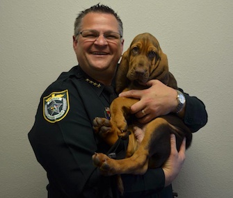 Brevard County, Florida, Sheriff Wayne Ivey holds the agency's new Bloodhound puppy.