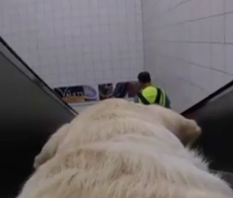Kika, a London guide dog, shows the world from her perspective in a new GoPro video.