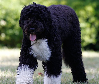 Bo Obama goes on a diet.