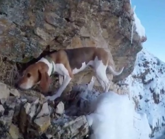 Rescuers attempted to save Mary, a Beagle, from an icy cliff in Utah.