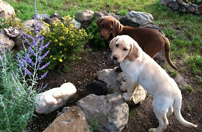 Lab Puppies Exploring Yard
