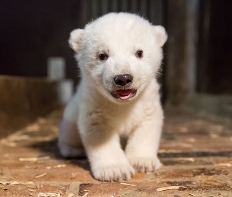 This little guy was born in November at Tierkpark in Berlin.