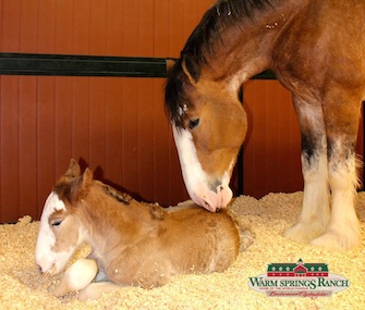 A Clydesdale born at Budweiser's Warm Springs Ranch on Super Bowl Sunday was named Arizona.