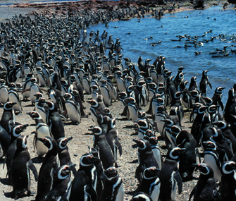 hundreds of penguins on a beach