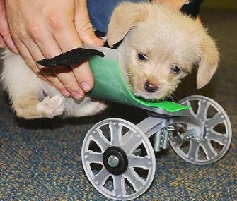 Tumbles the puppy is getting around with the help of his new 3-D printed wheelchair.