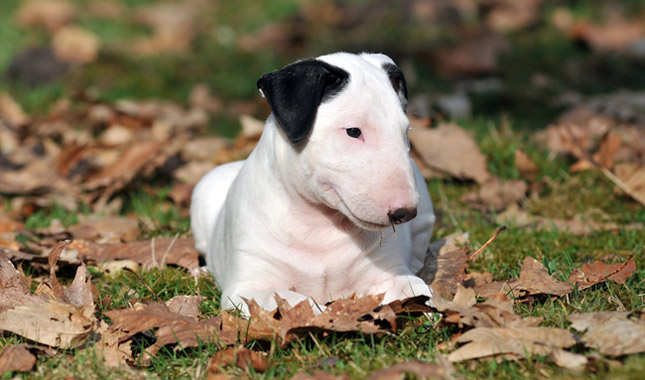 Bull Terrier Breed Information