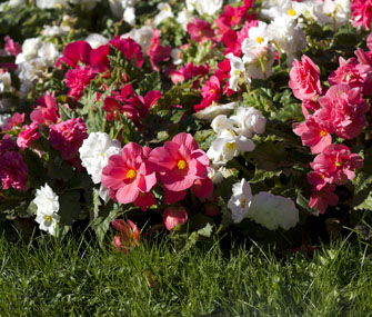 Begonias in Garden