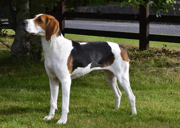 large beagle looking dog