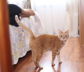 Cat near bed