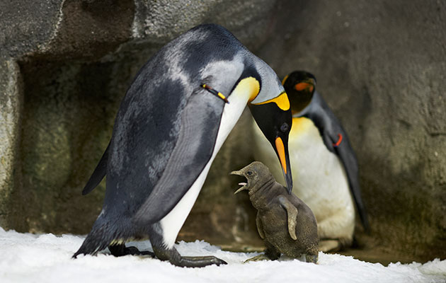 A same-sex pair of King penguins is raising a chick of their own.