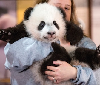 Armload of cuteness: National Zoo keeper Nicole MacCorkle carries Bei Bei to meet the media.