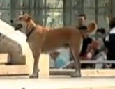 Sausage the Riot Dog