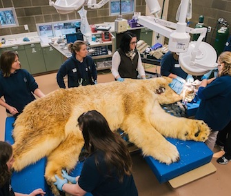 Boris, a 29-year-old polar bear, has three teeth removed at the Point Defiance Zoo.