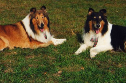 Collies at the annual Sunnybank gathering