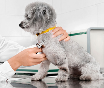 Dog being examined by vet with stethoscope