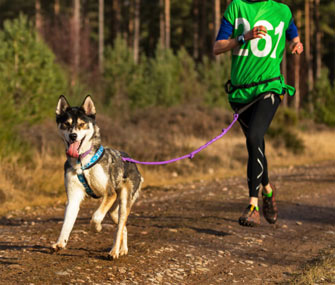 Dog on Trail Run