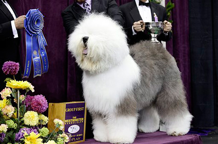 Swagger, an Old English Sheep Dog