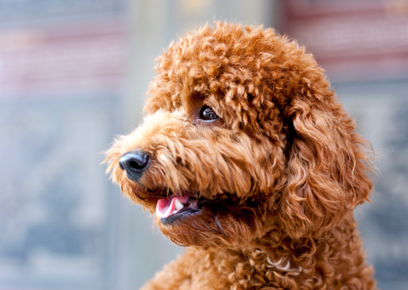 Trendy Male Dog Names Trendy Male Dog Names