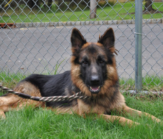 Max the German Shepherd