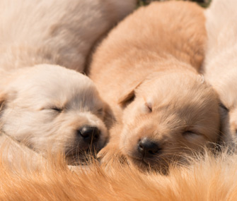 Newborn Puppies