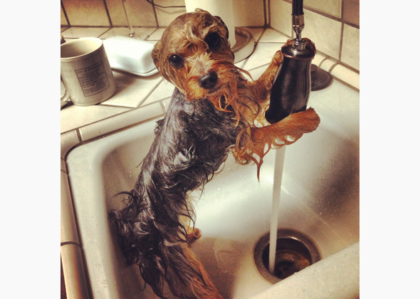 10 Impossibly Cute Wet Dogs - Photo Gallery