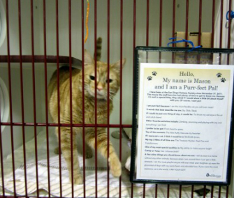 This orange tabby named Mason is outgoing and looking to be adopted at the San Diego Humane Society