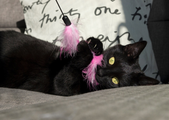 7 holiday hazards to avoid plus pet safety tips to know photo gallery cat playing with feather toy thinkstock 185869647 590lc111714 jpg