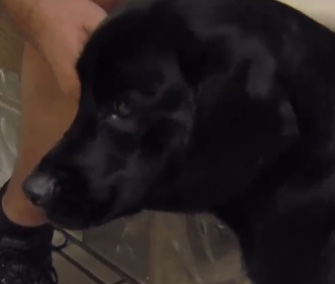 Sable, a 50-pound Lab mix, survived a serious attack by an alligator.