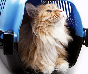Cat in carrier