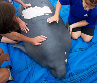 Claire the manatee was released in Florida