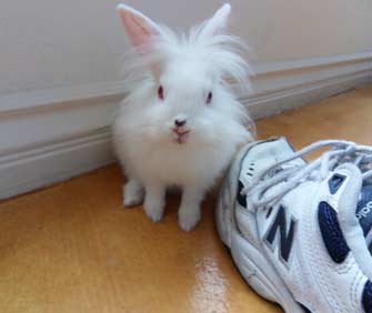 bunny and shoe