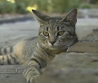 One of the Hemingway museum's many cats lounges on the property in Key West.