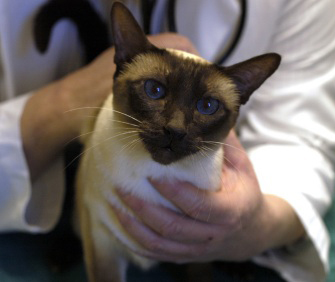 Vet holding cat