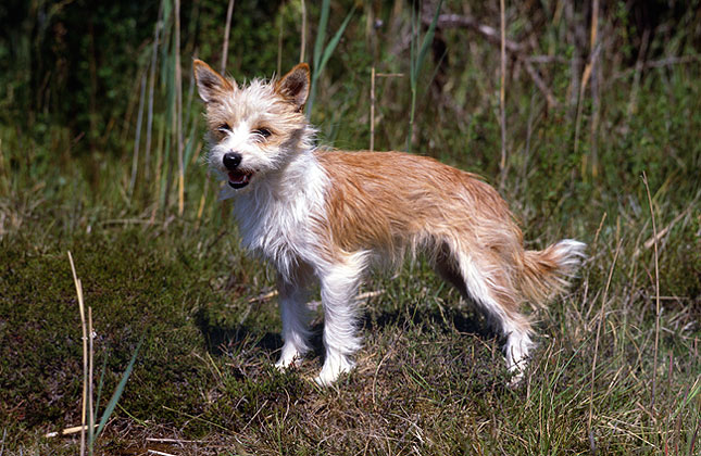Portuguese Podengo Pequeno