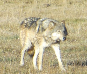 Officials fear that a wolf who was mistakenly shot by a hunter in Utah may have been the same one who'd been spotted in the Grand Canyon.
