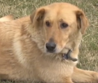 Cooper protected his 3-year-old friend, Carson Urness, when he got lost on his family's 10-acre farm.