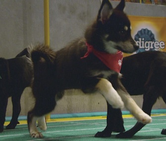 Alexander Hamilpup was one of the stars of Sunday's Puppy Bowl XIII.