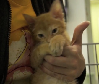 Stockings, who was born with a severe deformity in his legs, is recovering from surgery.