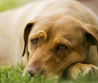 Queasy Dog