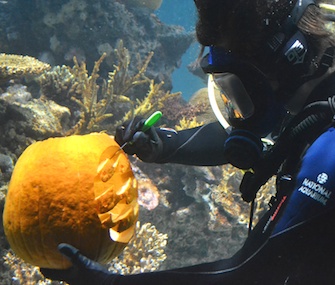 Aquarist Emily Anderson carves the National Aquarium's logo into a pumpkin while underwater.