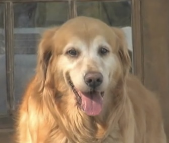 Teddy is credited with saving the family he was staying with from a fire in their home.