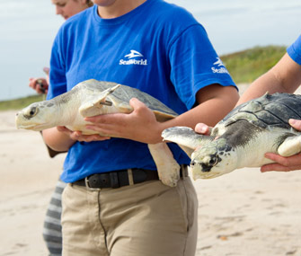 Sea turtles return to ocean