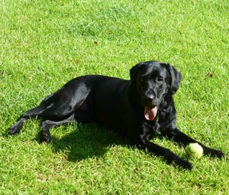 Raylene the Hearing Assistance Dog