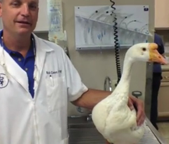 Goose named 50 Cent survives being shot 7 times