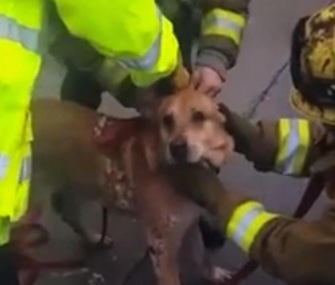 Los Angeles County firefighters freed this dog from a 6-inch gap between two walls.
